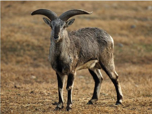 谁有野生石羊的照片,是石羊,青藏高原上稀有动物,不是藏羚羊哦!