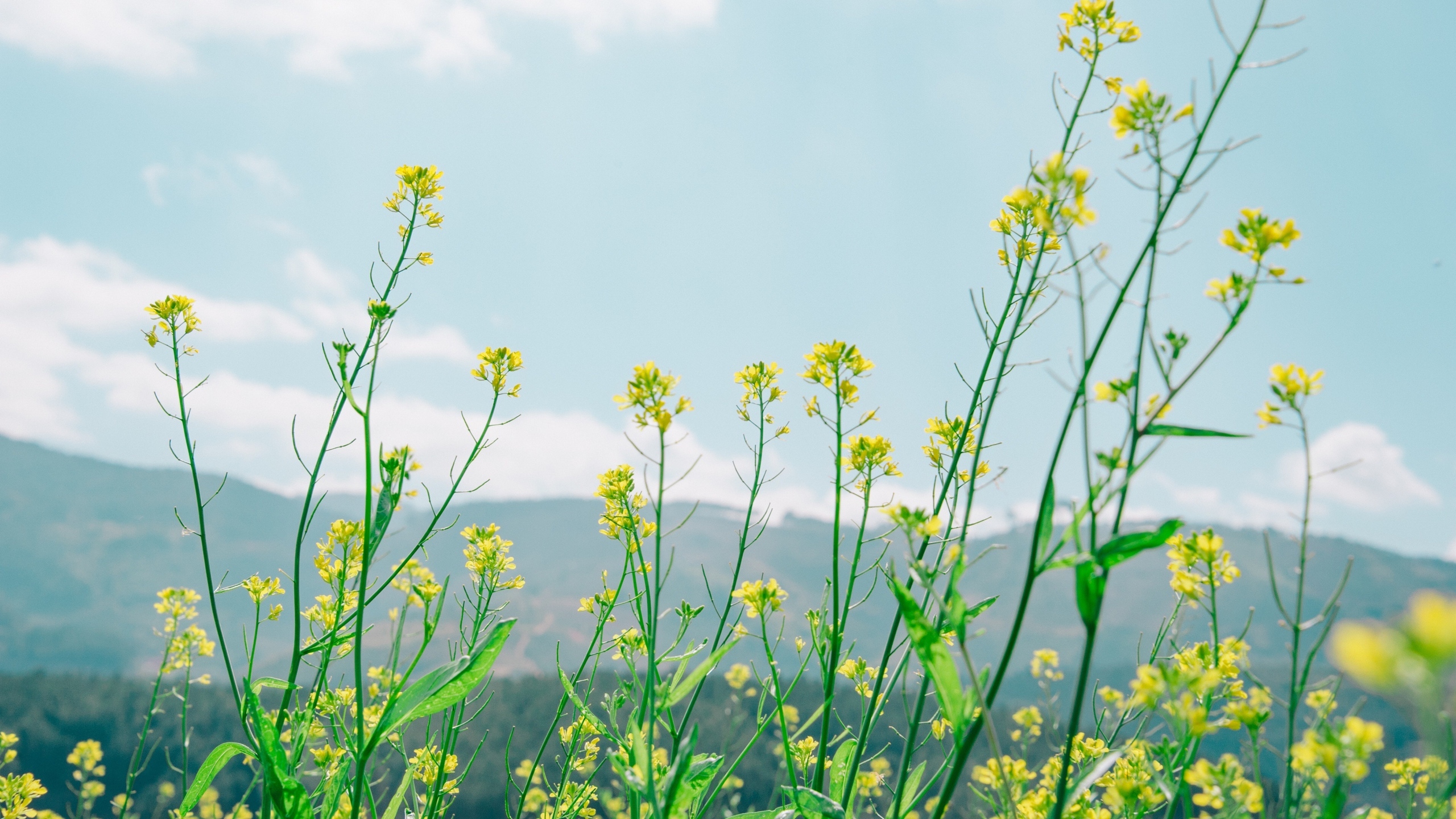 清新淡雅的花儿花卉桌面壁纸[图1]