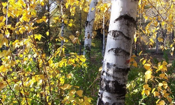 aoc96757 lv82016-04-03  满意答案 coou58402 lv122016-04-03 00