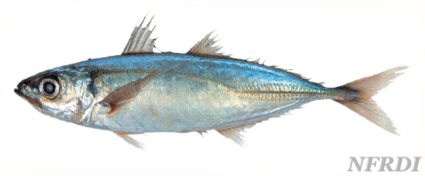 蓝圆鲹的介绍