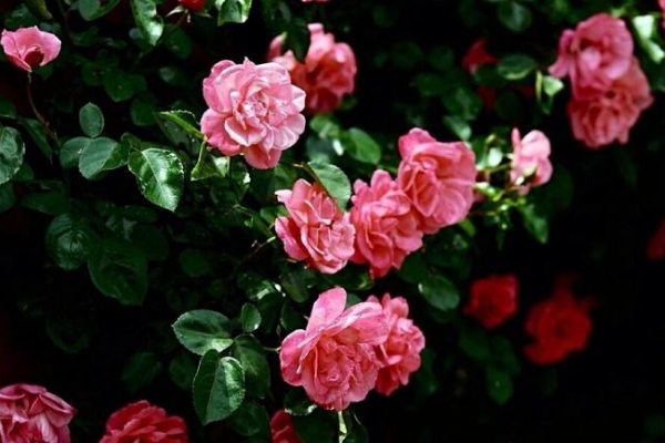 爬藤蔷薇花开后如何剪枝叶 爬藤蔷薇花怎么修剪 Urpimp网