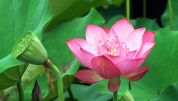 [图]中国十大名花之荷花欣赏,漂亮的莲花观赏