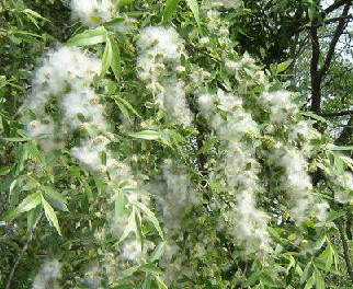 用图文并茂的形势解释春天为什么到处飞着白色的毛毛