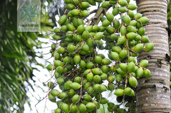 果实成熟后是红色,应该不能吃的,不过可以制作工艺品