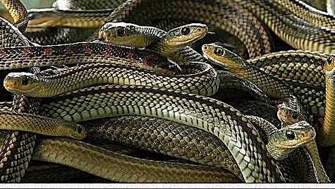 蛇岛上几千条蛇捕食蜥蜴, 群蛇乱舞堪比大片