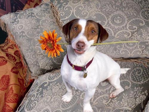 观察日记一则动物小狗