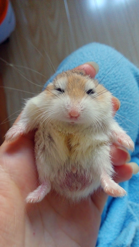 仓鼠的香腺长什么样