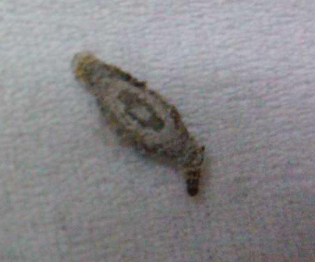 墙上爬的一种虫子,挺小的,扁扁的,好像有2个头