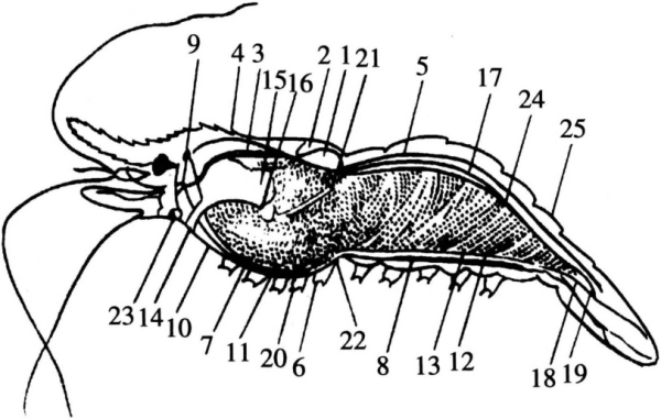 罗氏沼虾结构图图片