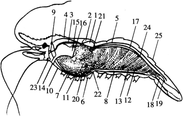罗氏沼虾身体结构图图片