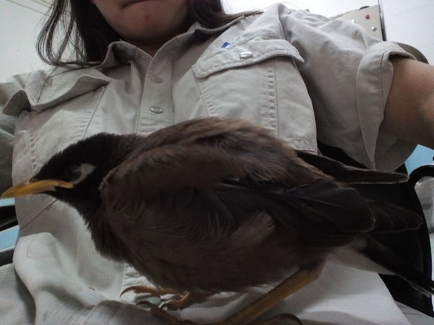 买了只海南八哥,不知道公母,不知道多大,翅膀有一只还有几只正在长硬