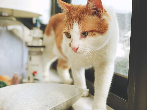 该怎么给自家猫咪挑选猫粮,天然粮和商品粮到