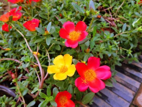 大花马齿苋 别名半枝莲 松叶牡丹 龙须牡丹 金丝杜鹃