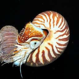 大壮 《我们不一样》 吉他 Cover by 香港女歌手