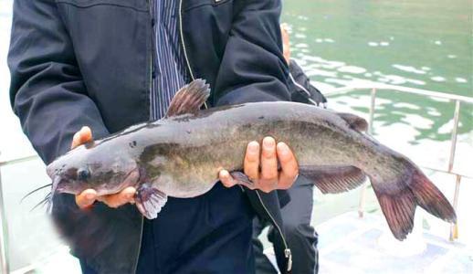 问哈有经验做鱼的老师傅那个鮰鱼怎么去腥味啊,,?