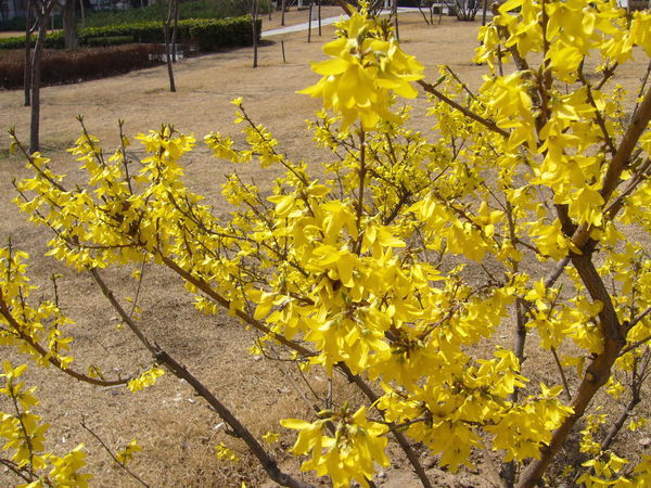 迎春花先开花后长叶