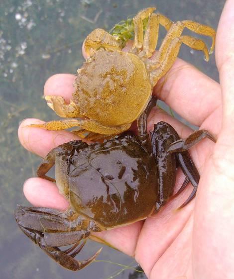 螃蟹多长时间褪一次皮?