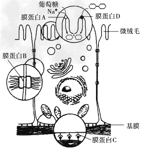 图示小肠上皮细胞亚显微结构示意图,请据回答下列问题: (1)该细胞不同