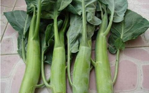 菜心和芥兰的区别是什么?