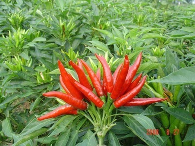 朝天椒何时育苗