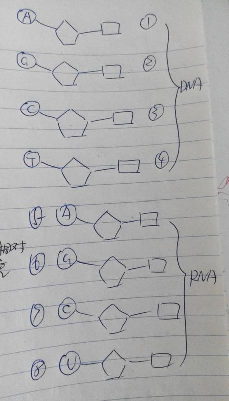 核苷酸结构图怎么画图片