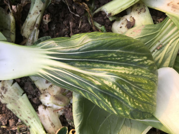 青菜黄斑而且烂心是什么毛病