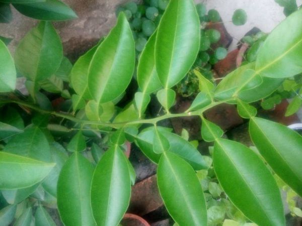 大家看看我的桔子树的叶子怎么是这个形状的?怎么回事?