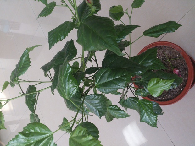 桑叶牡丹的叶子卷了,肯定不缺水,原来有白色虫