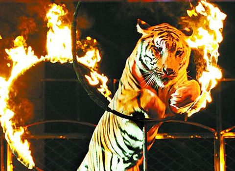 马戏团老虎为什么失控咬驯兽员?