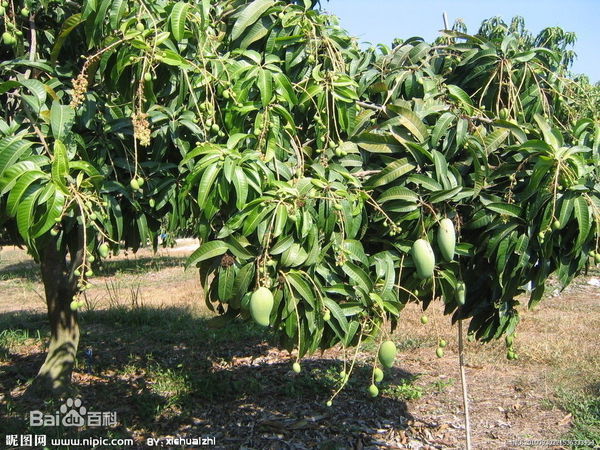冬天里芒果树的样子,详细点,最好有图片.