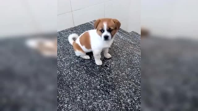 一只小花狗蹲 在大门囗,这小眼神,好可怜巴巴