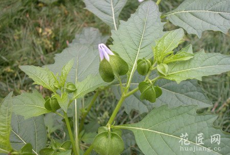水草中的灯笼草长什么样?
