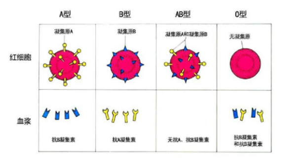 血型a, rh 阳性  是什么意思啊? 谢谢