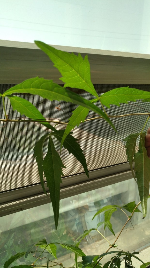 藤蔓很长,叶子是菱形的,是什么植物