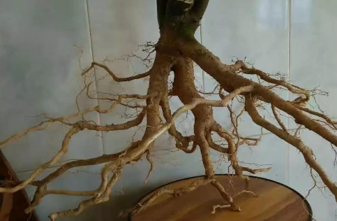 称星木根的功效与作用是什么?