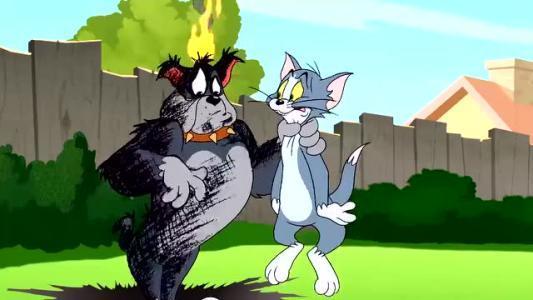 前几年关于猫和老鼠和狗的几个国家的战斗的动