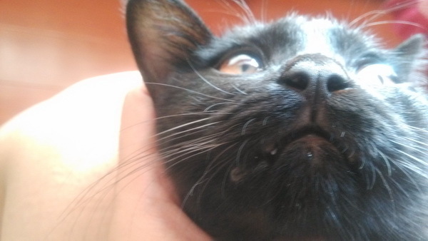 黑猫胡子变白了