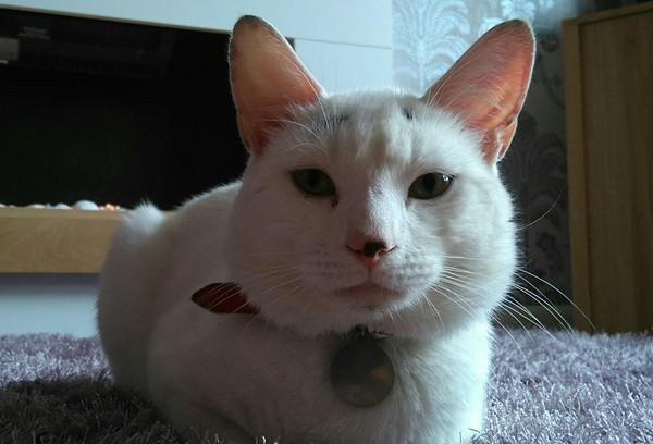 八字眉困惑猫_今天没有罐罐吗八字眉小猫,一脸困扰,让人好想关心它啊!