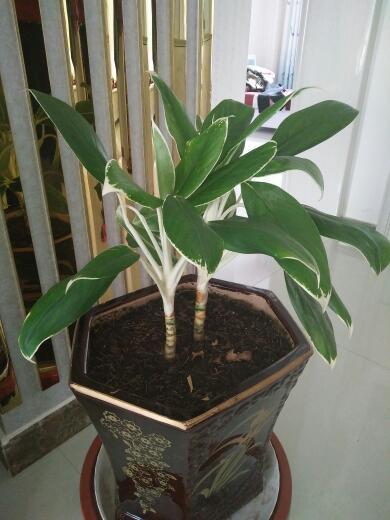 commutatum pseudo-bracteatum white rajah)天南星科,广东万年青属