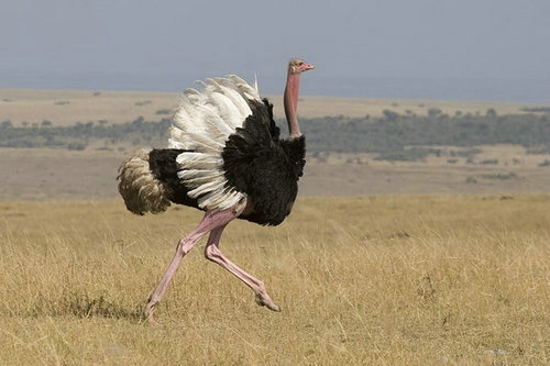 在什么情况下鸵鸟会飞?