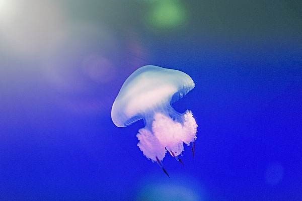 灯塔水母可以返老还童,它的身体有什么奇特之处吗?