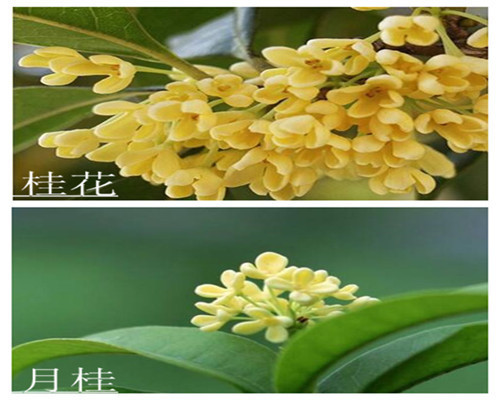 月桂和桂花有什么区别?