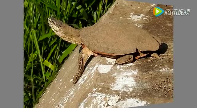 野外拍摄到的正在晒背的阿根廷蛇颈龟--萌宠视频--南香推荐