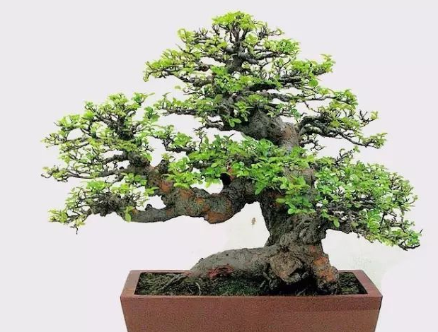 买的榆树盆景,一直放在办公室,结果一个月后叶子都落了,有黄叶子,干