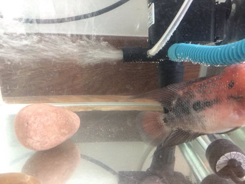 养的罗汉鱼,吃东西还可以,游起来感觉挺吃力的