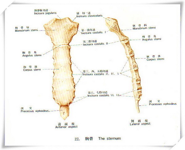 胸腔骨骼结构图片
