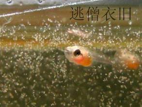 35*20*28的鱼缸可以养多少条鸿运当头(金鱼)饲