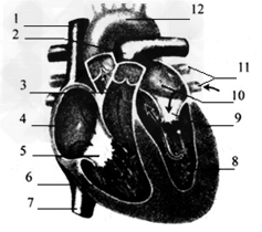 请你认真观察下面心脏结构图,分析并回答下列