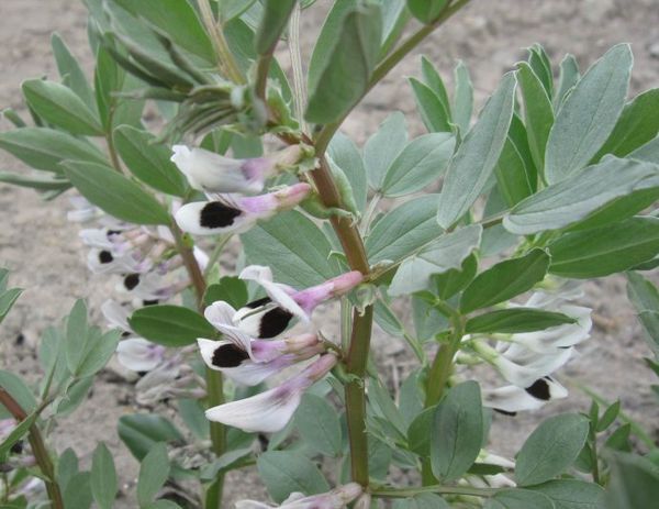 蚕豆开花是什么样