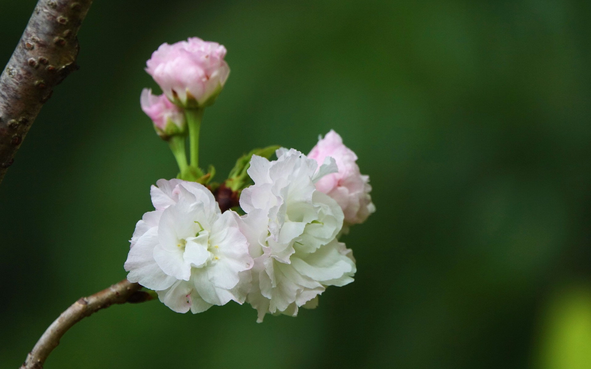 粉白色的樱花图片[图9]